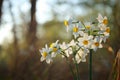 close up of narcissus flowers growing in the forest at spring Royalty Free Stock Photo