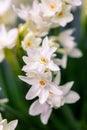 Close up narcissus flowers and space for your text Royalty Free Stock Photo