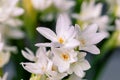 Close up narcissus flowers and space for your text Royalty Free Stock Photo