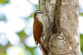 Close-up of a Narrow-billed Woodcreeper foraging at a tree, Pantanal Wetlands, Mato Grosso,