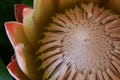 Close-up narrow focus of petals of protea, flower of South Africa Royalty Free Stock Photo