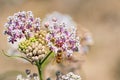 Close up of Narrow leaf milkweed Asclepias fascicularis blooming in summer; honey bee visible pollinating one of the flowers;