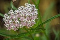 Close up of Narrow leaf milkweed Asclepias fascicularis wildflowers