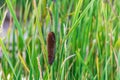 close up of narrow-leaved cattail plant with green long leaves Royalty Free Stock Photo