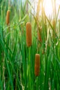 Narrow-leaved Cattail plant with blur background Royalty Free Stock Photo