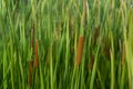 Close up of Narrow-leaved Cattail or Soft Flag plant Royalty Free Stock Photo