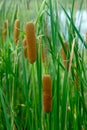 Narrow-leaved Cattail plant Royalty Free Stock Photo