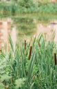 Close up of Narrow-leaved Cattail or Soft Flag plant. Typha angustifolia. Reed on the lake. Vertical frame. Royalty Free Stock Photo