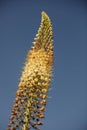 Close up of a narrow leaved foxtail lily