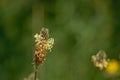 Close-up of narrowleaf plantain flower with bokeh green background Royalty Free Stock Photo