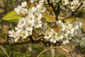 Close up Nashi Pear, Pyrus pyrifolia. White blossom in spring with new leaves against blurred background. Royalty Free Stock Photo