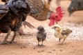 Close-up native chicks in Thailand are eating on the ground. Thai people raise chickens by sowing rice on the ground. Gamecocks