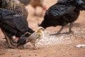 Close-up native chicks in Thailand are eating on the ground. Thai people raise chickens by sowing rice on the ground. Gamecocks