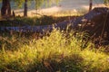 Close up native grass. Summer macro scene on the field with sunshine and bokeh