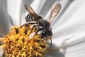 Close up of a native Megachile Leafcutter Bee striped abdomen pollinating a white cosmos flower. Royalty Free Stock Photo