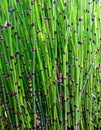 Horsetail equisetum plant, Bali, Indonesia