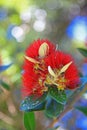 Close up of native Pohutukawa flower. New Zealand