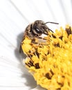 A native small dark metallic Halictus Sweat Bee with large pollen baskets on a white flower. Royalty Free Stock Photo