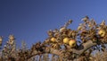 Close up natural apples Reineta in the garden