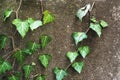 Close-up of a natural background of green ivy stems with leaves crawling on a cement wall Royalty Free Stock Photo