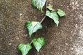 Close-up of a natural background of green ivy stems with leaves crawling on a cement wall Royalty Free Stock Photo