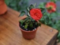 natural beautiful rose flower in pot on wooden table