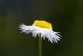 Close-up bloomy isolated chamomile flower Royalty Free Stock Photo