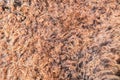 Close up of natural brown fur texture background Royalty Free Stock Photo