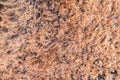 Close up of natural brown fur texture background Royalty Free Stock Photo