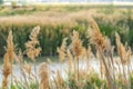 Close up of natural brown grasses growing around a lake viewed on a sunny day Royalty Free Stock Photo