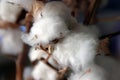 Close-up of natural cotton flower