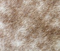 Close-up natural dappled-grey horse skin texture Royalty Free Stock Photo