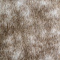 close-up natural dappled-grey horse skin texture Royalty Free Stock Photo