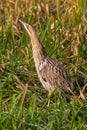 Close-up eurasian bittern botaurus stellaris walking in green reed grass