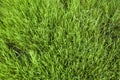 Natural fresh thick green grass background or lawn top view texture Royalty Free Stock Photo