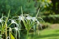 Close Up Natural Fresh White Flower Of Beach Spider Lily Or Hymenocallis Littoralis Blurry Green Background Royalty Free Stock Photo