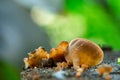 Close-up of natural fungi on the old tree stump Royalty Free Stock Photo