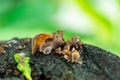 Close-up of natural fungi on the old tree stump Royalty Free Stock Photo