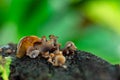 Close-up of natural fungi on the old tree stump Royalty Free Stock Photo