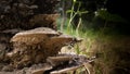 Close up of natural Fungus or Fungi on a tree trunk-forest. The trunk of a natural dead tree is covered with fungus Royalty Free Stock Photo