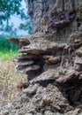 Close up of natural Fungus or Fungi on a tree trunk-forest Royalty Free Stock Photo