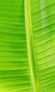 Close-up of natural green banana leaf. Pattern of banana leaf.