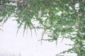 Natural green creeping fig plant ficus pumila growing decorative on white concrete wall withspace background