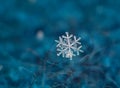 Close-up Of Natural Icy Snowflake On Blue Wool Background.