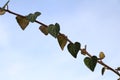 Close up of natural ivy plant hearts in front of blue sky