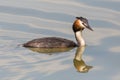 Close-up mirrored great crested grebe podiceps cristatus
