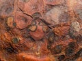 Close-up on a natural orange rotten fruit in decomposition. Background