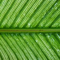 Close up of natural pattern on green leaf