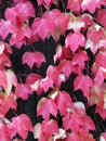 Close-up of a natural pattern of Virginia creeper autumn leaves against a dark wood wall Royalty Free Stock Photo