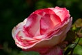 Close-up pink bloom of rose flower in sunshine Royalty Free Stock Photo